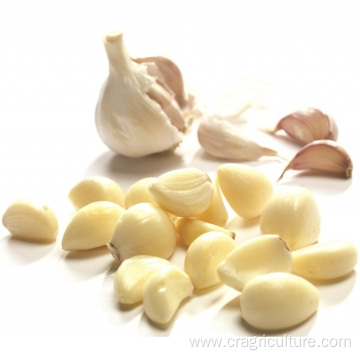 Hot Sale Chinese Peeled Garlic Vegetable